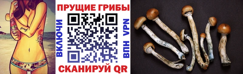 Псилоцибиновые грибы Cubensis  Купить где  Верхнеуральск 
